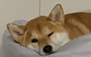 狗狗可以吃韭菜吗