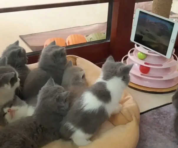 7只小猫全神贯注看《猫和老鼠》