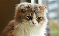 猫咪拉白色虫子怎么办