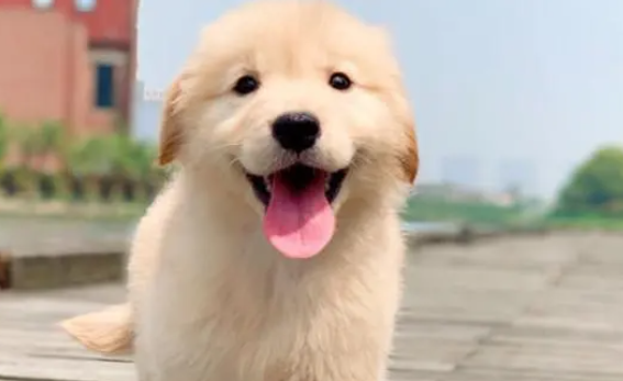 金毛幼犬怎么喂养