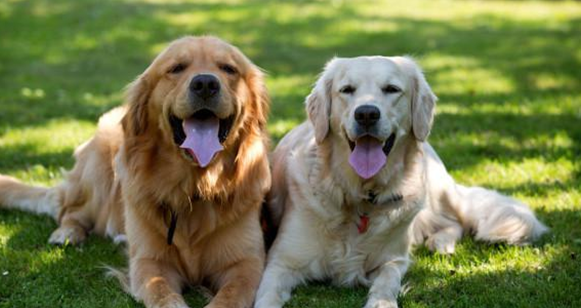 金毛犬的特点和缺点有哪些?铲屎官一定要知道! 金毛犬的特点和缺点有哪些?铲屎官一定要知道!
