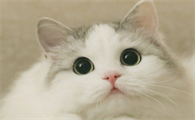 猫耳朵秃了一块是猫癣吗