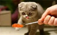 猫罐头可以放冰箱冷藏吗多久