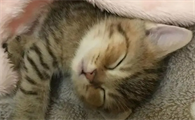 猫咪打喷嚏流鼻涕流眼泪是什么症状啊