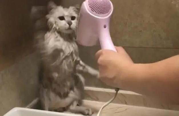猫不让用吹风机吹怎么办 猫不让用吹风机吹怎么办