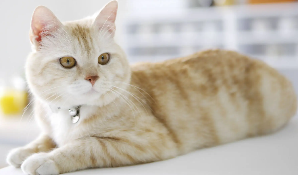 猫鼻梁有块硬硬的结痂 猫鼻梁有块硬硬的结痂