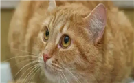 猫咪一般怀孕几个月生产啊