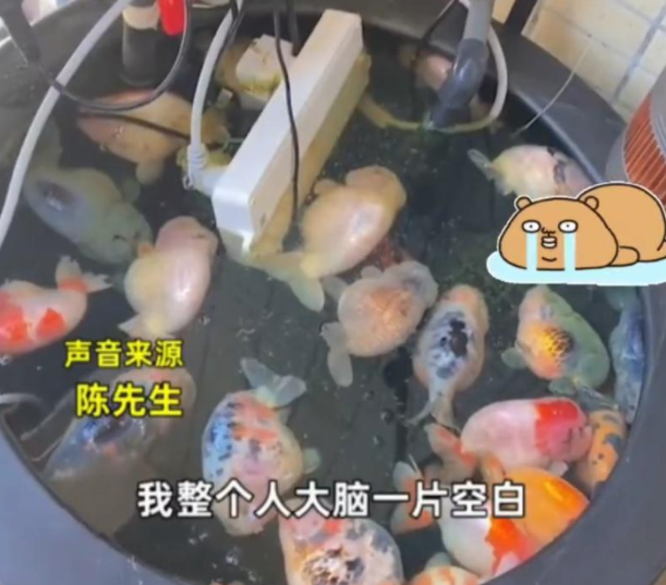 热搜！家中插排掉鱼缸，26条金鱼被煮熟！男子伸手：水都是烫的