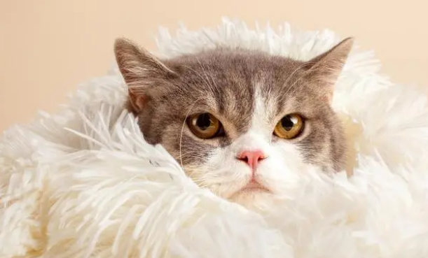 猫猫怀孕多久生仔仔