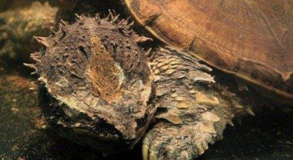 鳄龟多少度冬眠合适?在这里,可以找到答案 鳄龟多少度冬眠合适?在这里,可以找到答案