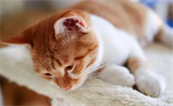 猫拉稀不吃东西没精神怎么办