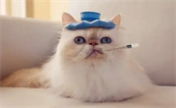 怎么摸猫耳朵知道发烧没有