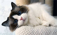 猫拉血尿是怎么回事但是精神好