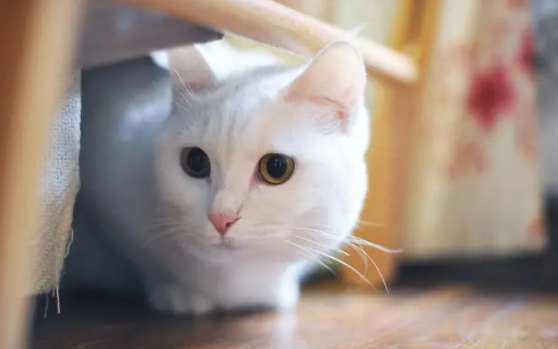 猫口臭不吃东西怎么回事