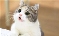 两个月的猫还要喝奶吗