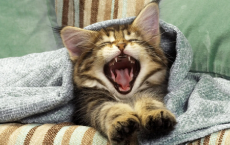 猫咪身上有虫子黑色的怎么办呢