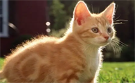 小猫有点拉稀怎么办