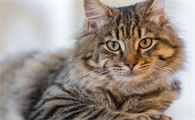 猫传腹的猫精神怎么样