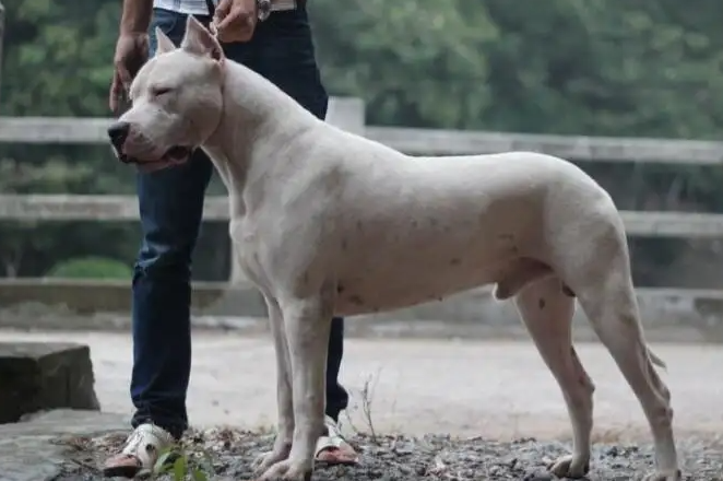为什么饲养的杜高犬要裁耳朵？还不快来看看～