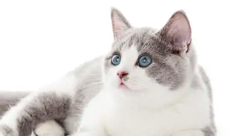 猫咪驱虫后的反应是什么症状表现 猫咪驱虫后的反应是什么症状表现