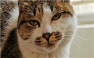 猫为什么会得猫瘟