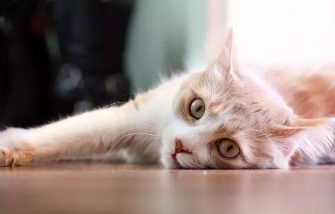猫肚子里有白色虫子怎么办啊