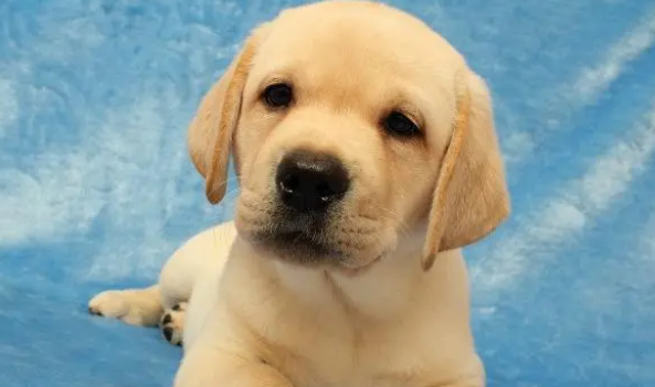拉布拉多幼犬驱虫药哪种好 拉布拉多幼犬驱虫药哪种好