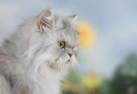 猫掉毛很厉害是什么原因造成的