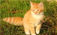 猫能不能直接吃从冰箱拿出来的东西