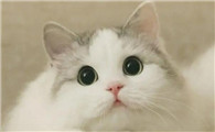 小猫拉稀怎么办