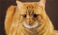 公猫绝育了为什么还会骑母猫
