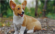 狗拉屎是白色石灰状