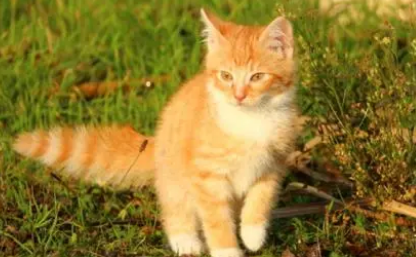 猫能不能直接吃从冰箱拿出来的东西