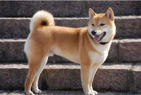 中华田园犬智商高吗?相当于人类的几岁 中华田园犬智商高吗?相当于人类的几岁