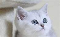 猫咪身体发热不吃东西没精神怎么回事