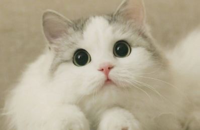 猫咪感冒了怎么办