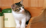 猫咪一天频繁呕吐黄水怎么办吃什么药