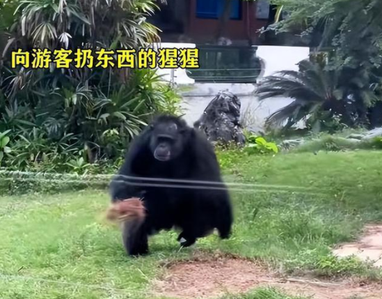 专家揭秘南宁动物园“不正经动物”：属于应激反应