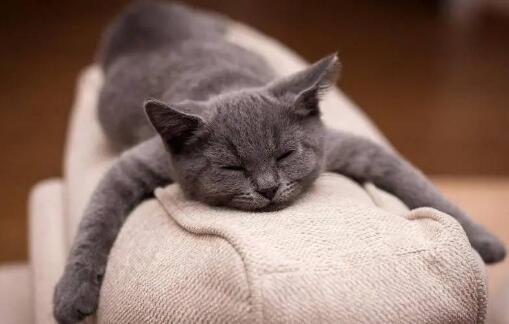 猫瘟潜伏期打单抗还是干扰素一天注射几次