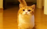 猫咪关笼子里一直叫要放出来吗?