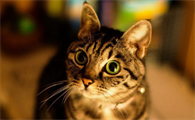 猫咪拉不出来尿怎么办