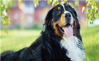 伯恩山犬寿命真的短吗？铲屎官一定要掌握