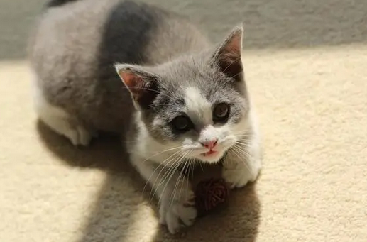猫为什么会发出呼噜呼噜的声音的原因