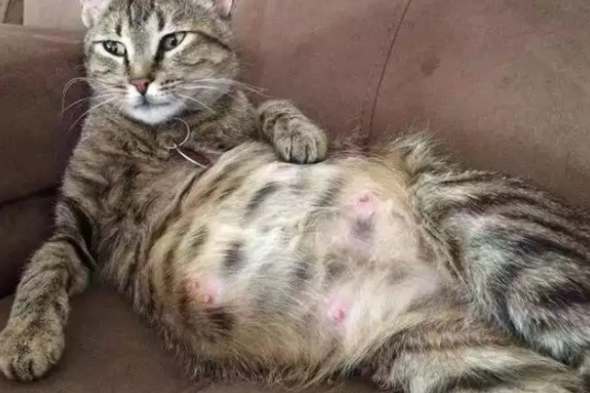猫咪难产生不出来怎么办