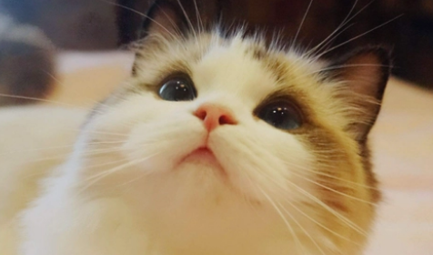 猫猫一直咕噜咕噜是什么原因