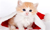 猫咪打喷嚏喷出黄鼻涕