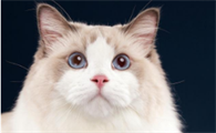 治疗猫瘟的土方法有哪些