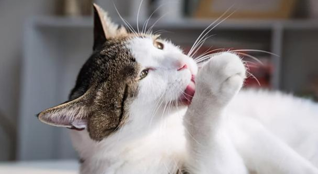 猫不吃猫粮怎么办