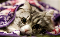 猫咪睡眠几个小时算正常