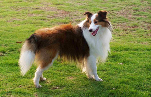 喜乐蒂牧羊犬是烈性犬吗？快来了解一下吧！